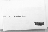 Diplodia ilicicola image